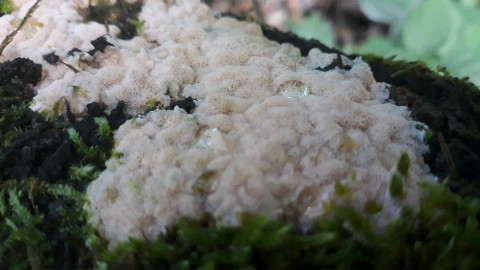 Rhodonia placenta