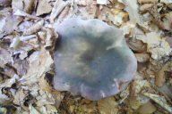 Russula cyanoxantha