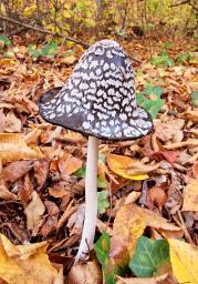 Coprinopsis picacea