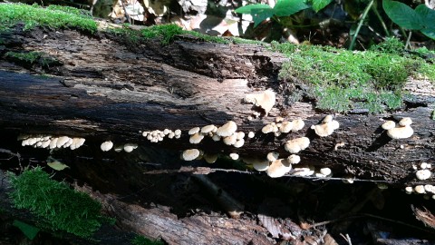 Panellus stipticus