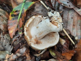 Hebeloma sinapizans
