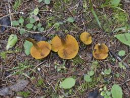Cortinarius croceus