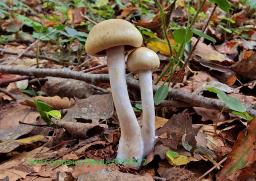 Cortinarius illibatus