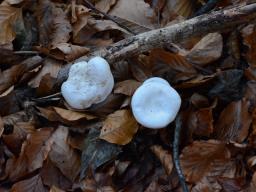 Collybia rivulosa