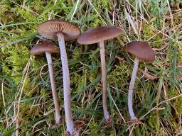 Entoloma hirtipes