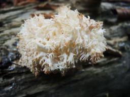 Hericium coralloides