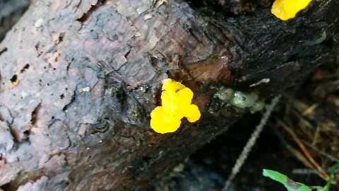 Dacrymyces chrysospermus