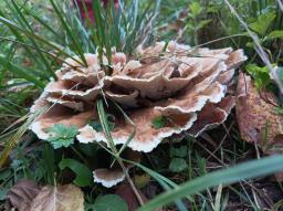 Abortiporus biennis