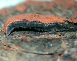 Hypoxylon ticinense