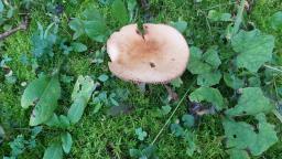 Hebeloma sinapizans