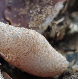 Geoscypha ampelina