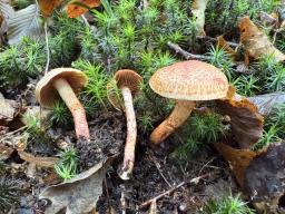 Cortinarius bolaris