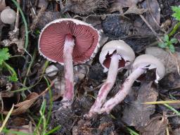Melanophyllum haematospermum