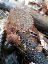 Hapalopilus nidulans