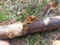Rutstroemia alnobetulae