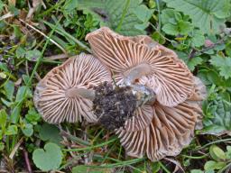 Entoloma catalaunicum