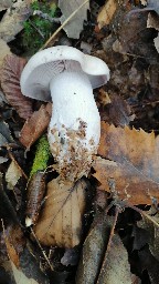 Lepista glaucocana