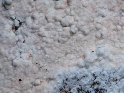 Odonticium septocystidia