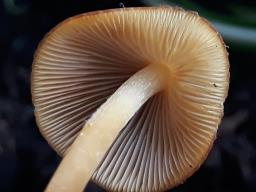 Lactocollybia cycadicola