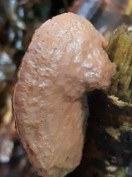 Hapalopilus nidulans