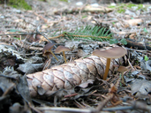 Strobilurus esculentus