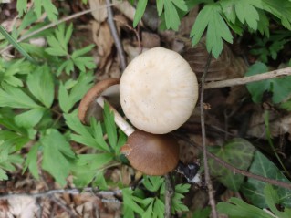 Psathyrella spadiceogrisea