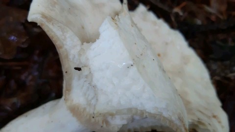Lactifluus piperatus