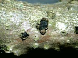 Botryosphaeria quercuum