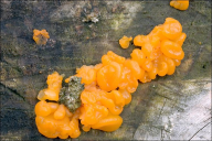 Dacrymyces chrysospermus
