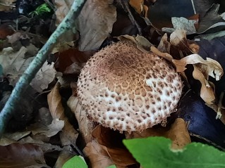Echinoderma asperum