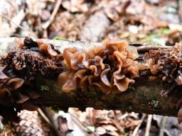 Phaeotremella frondosa