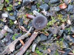 Faerberia carbonaria