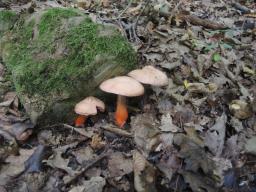 Cortinarius bulliardii