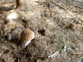 Boletus edulis