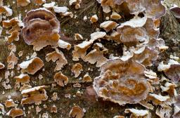 Trichaptum abietinum