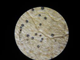 Trochila craterium