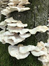 Trametes pubescens