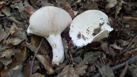 Lactifluus piperatus
