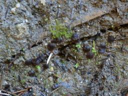 Elaiopezia simplex