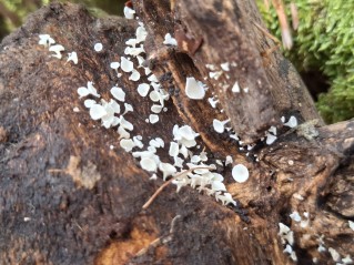 Dasyscyphella nivea