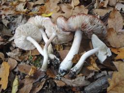 Tricholoma orirubens