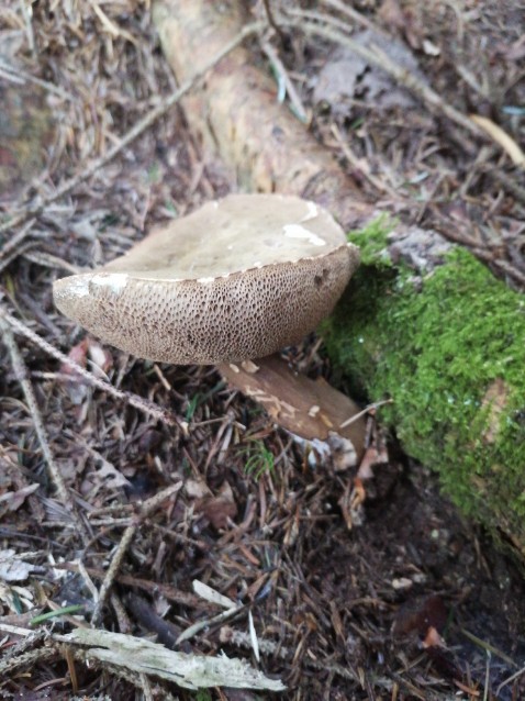 Porphyrellus porphyrosporus