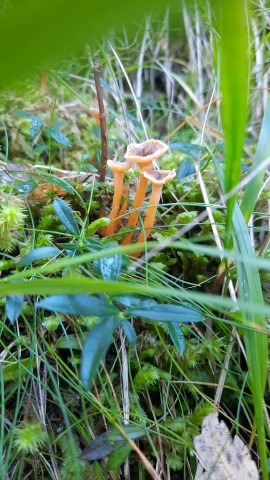 Craterellus lutescens