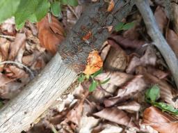 Pycnoporus cinnabarinus