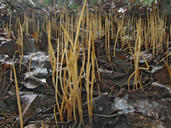Typhula juncea