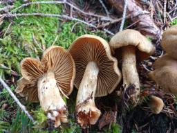 Cortinarius venetus