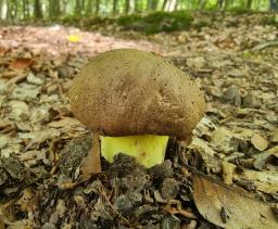 Butyriboletus appendiculatus