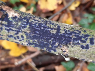 Terana coerulea