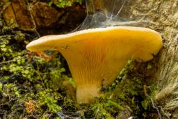 Hohenbuehelia petaloides
