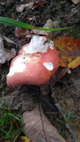 Russula rosea